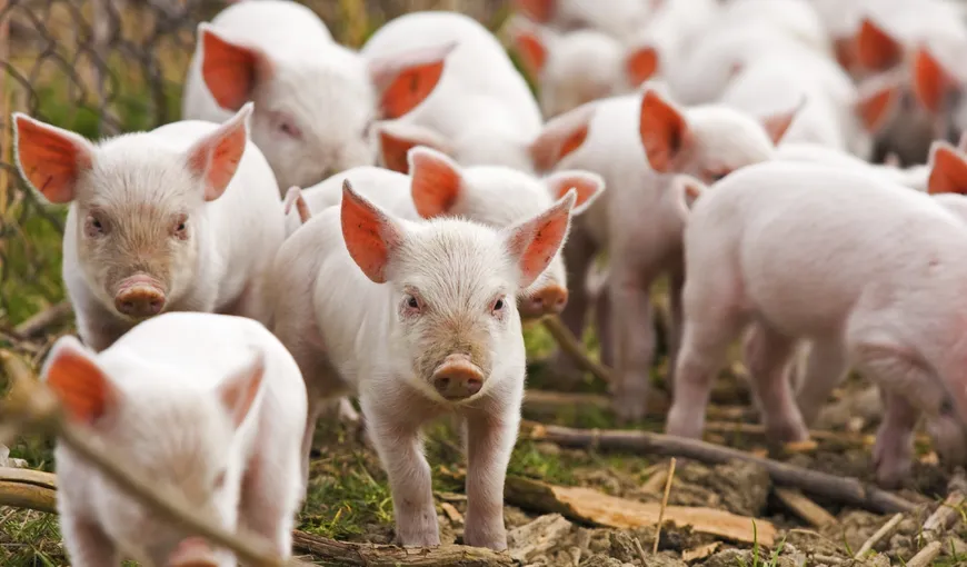 România va putea exporta porci vii în Uniunea Europeană. Decizia va fi publicată în 15 zile în Jurnalul Oficial al UE