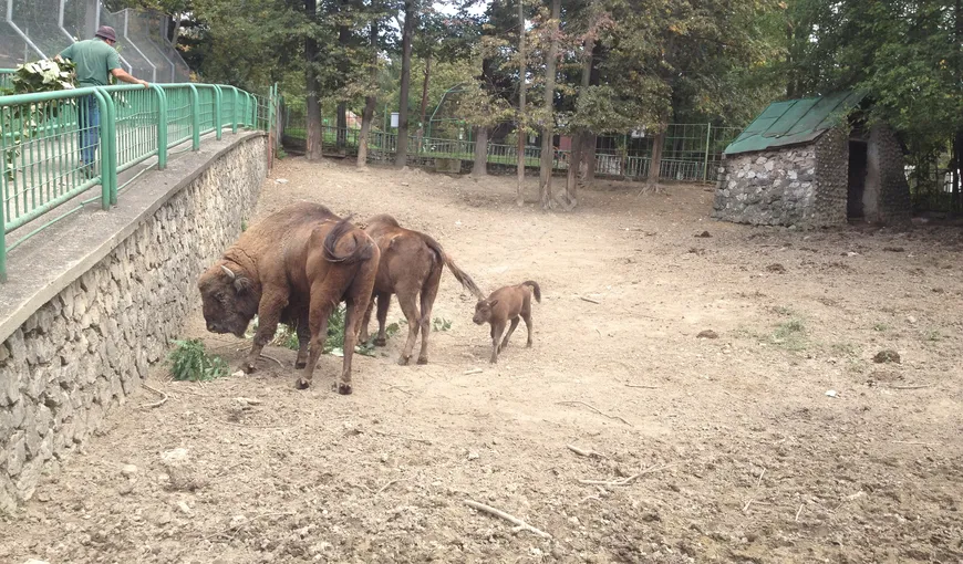 Grădina Zoologică din Reşiţa are un nou membru. S-a născut primul zimbru în captivitate