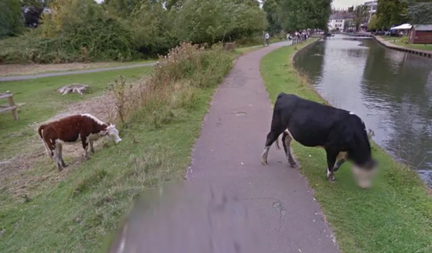 O vacă a devenit celebră în toată lumea după ce Google i-a blurat faţa