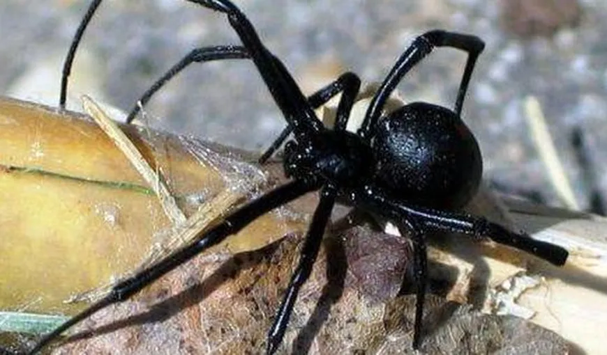 Păianjenii masculi de „Văduva neagră” au găsit o cale de a nu mai fi devoraţi de femele după împerechere