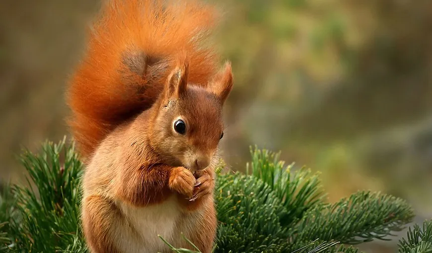 O veveriţă i-a ajutat pe cercetători să aducă la viaţă o floare care a trăit acum 30.000 de ani