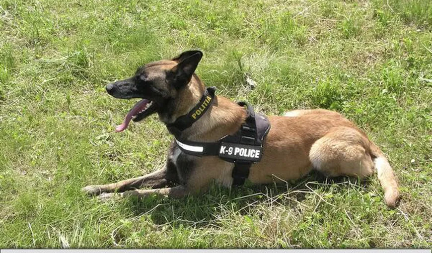 Unul dintre cei mai buni câini poliţişti de la Poliţia de Frontieră a fost ucis de un contrabandist