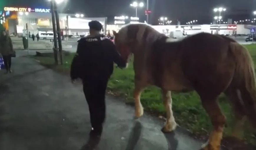 Apariţie surprinzătoare: A venit cu calul la mall în Timişoara VIDEO