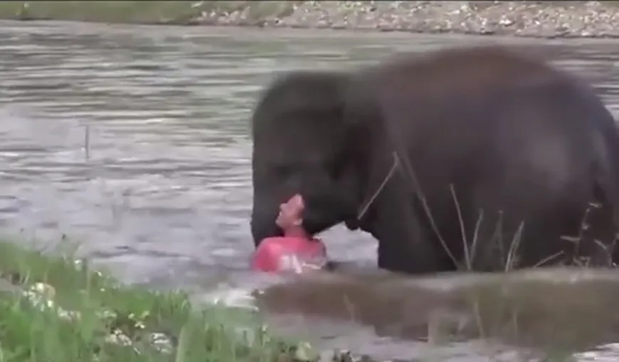 Un elefant a salvat un om de la înec. Imaginile te vor lăsa fără cuvinte VIDEO