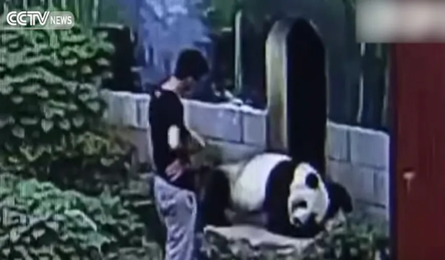 A vrut să-şi impresioneze iubita şi a intrat în cuşca unui panda. Ce a urmat după ce a fost prins de urs VIDEO