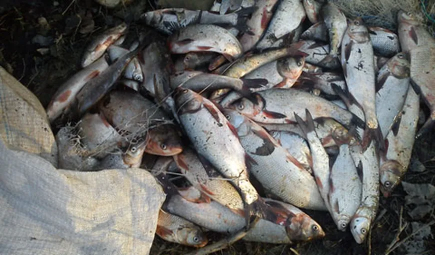Peste 2,2 tone de peşte şi 45 de kilograme de icre, confiscate de poliţiştii din Tulcea