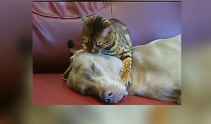 Filmuleţul care dovedeşte că pisicile şi câinii sunt prieteni buni VIDEO