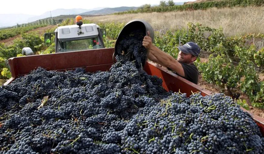 Producţie record de vin în 2016. România înregistrează cea mai mare creştere la nivel global