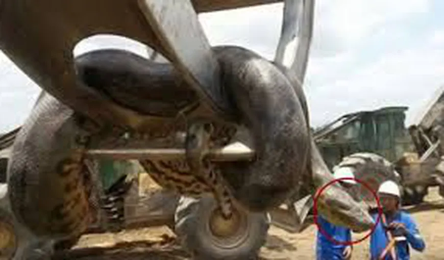Cum arată cel mai mare şarpe din lume: are 10 m şi 400 de kilograme VIDEO