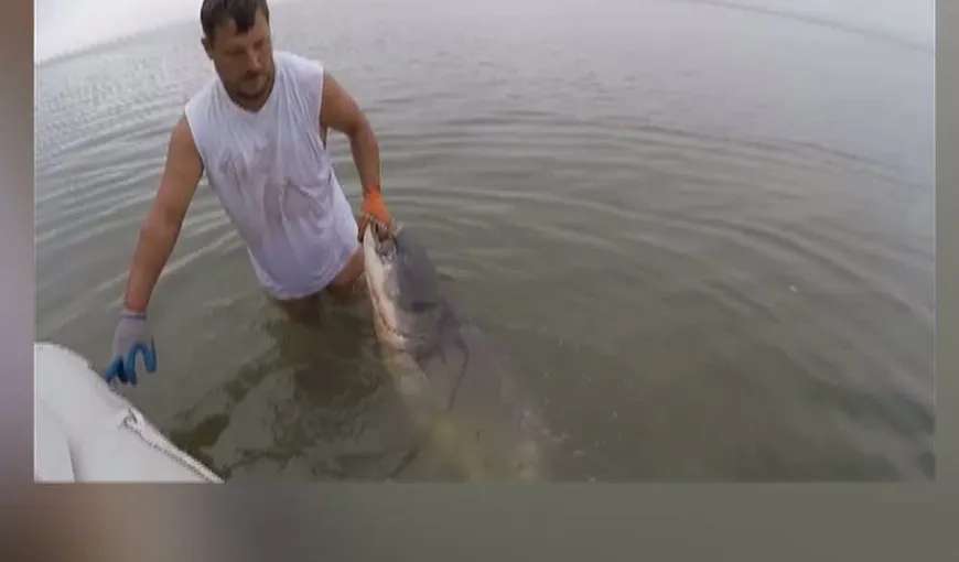 Captură uriaşă. Un pescar băcăuan a prins un somn de 70 de kg VIDEO