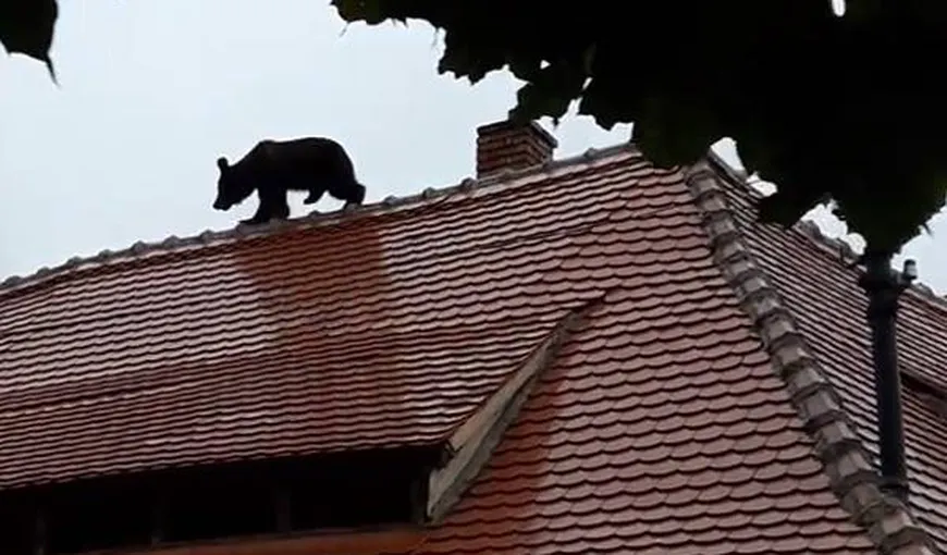Dragnea: E trist cum s-a sfârşit povestea ursului de la Sibiu. Pe viitor să putem returna animalele sălbatice înapoi în habitatul lor