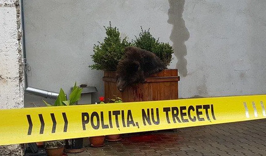 SCANDAL pe uciderea unui pui de urs la Sibiu. Ministerul Mediului: Nu s-a solicitat derogarea de împuşcare