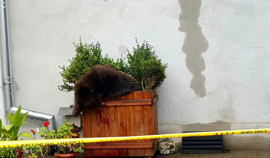 Klaus Iohannis: Am privit stupefiat imaginile cu ursul împuşcat. Acel incident m-a întristat VIDEO