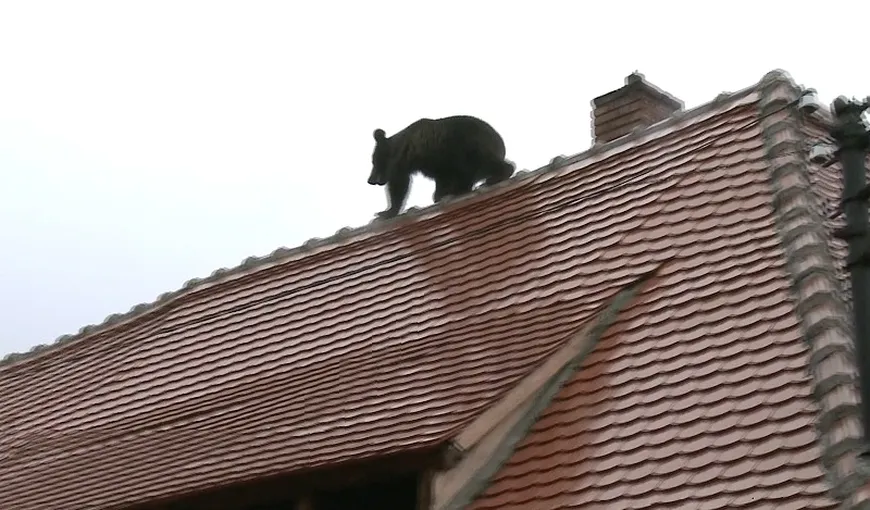 Şeful Poliţiei Sibiu le-a ordonat poliţiştilor să calce ursul cu maşina – Raportul Corpului de Control
