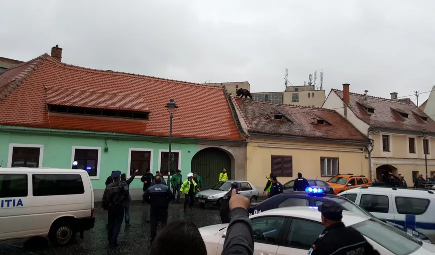 O asociaţie din Bucureşti anunţă organizarea unui protest la Sibiu, în numele ursului ucis