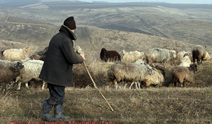 Cât câştigă un cioban din România. Fiul oierului spune că a primit 4,5 milioane de euro cadou de tatăl său