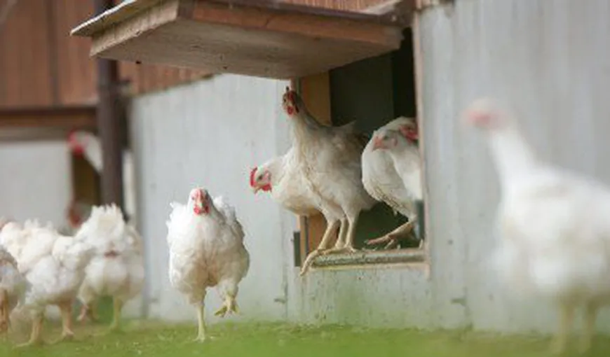 Alarmă în Europa. Se extinde gripa aviară pe continent