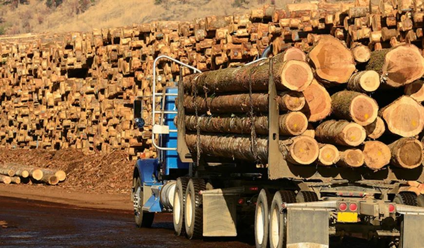 Consiliul Concurenţei a sancţionat trei companii de pe piaţa lemnului pentru trucarea unei licitaţii