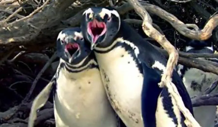 Reacţia violentă a unui pinguin la descoperirea partenerei sale cu un „amant” a devenit virală VIDEO