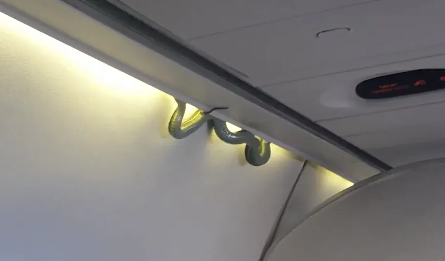 Panică printre pasagerii unui avion, în Mexic. În timpul zborului din tavan a apărut un şarpe VIDEO