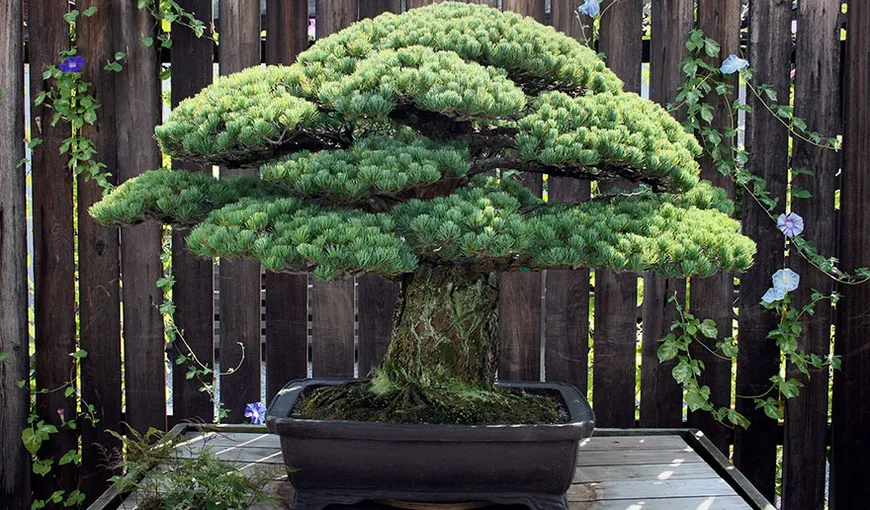 Povestea bonsaiului de 391 de ani. A supravieţuit bombei atomice