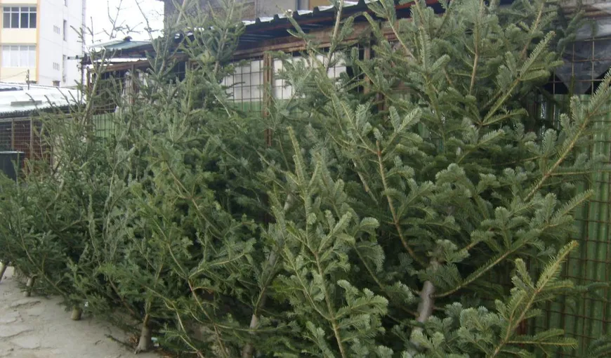 CRĂCIUN 2016. Romsilva pune pe piaţă peste 61.000 de pomi de Crăciun. 41.000 de exemplare sunt brazi