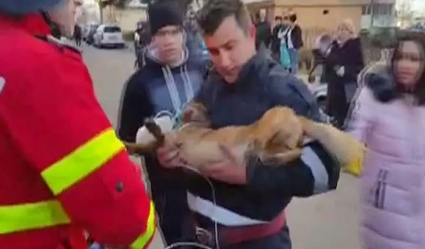 Incendiu la un bloc din Piteşti. Un câine prins în flăcări a fost resuscitat de pompieri VIDEO