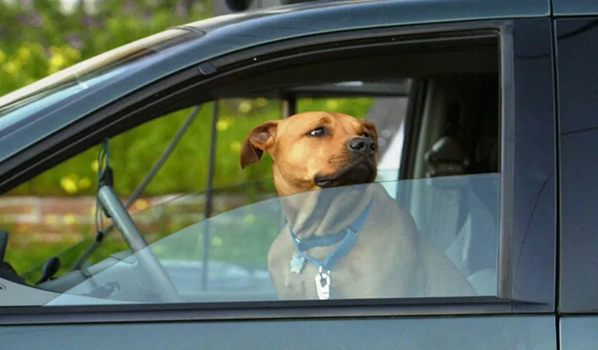 Maşinile parcate neregulamentar NU pot fi ridicate dacă înăuntru se află un câine
