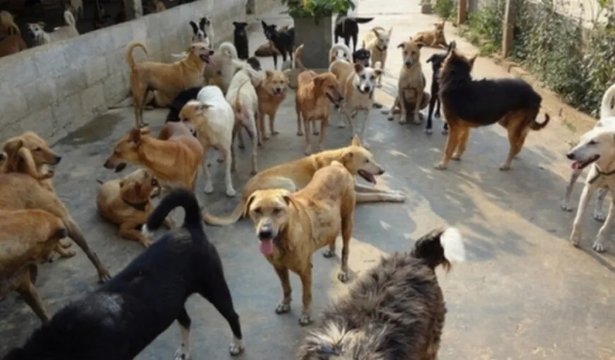 Femeie, în stare gravă la spital după ce a fost muşcată de 15 câini la Iaşi