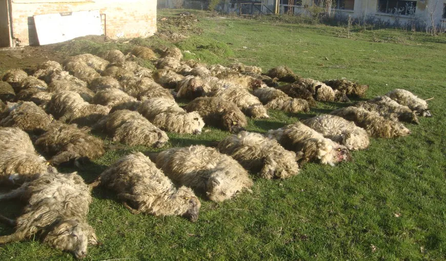Peste 80 de oi de la o stână din Timiş au fost ucise de şacali