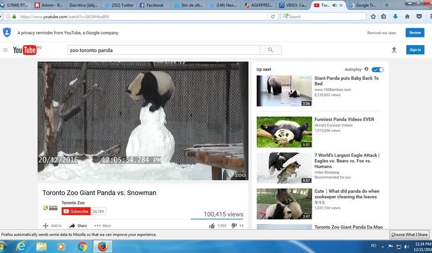 Cum de distrează un panda de Sărbători. Scene super-amuzante cu un om de zăpadă VIDEO