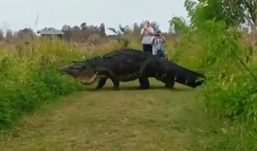 Poliţia din Florida a confirmat că aligatorul uriaş care a băgat spaima în înternauţi chiar există