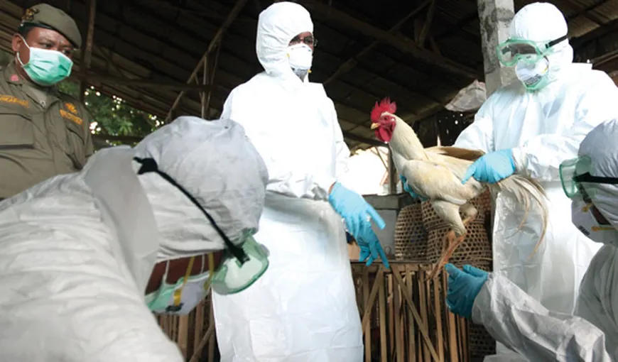 Organizaţia Mondială a Sănătăţii cere monitorizarea atentă şi raportarea rapidă a cazurilor de gripă aviară