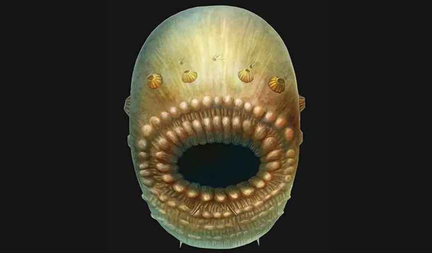 Oamenii de ştiinţă au descoperit cel mai vechi strămoş al omului. Avea o gură mare şi trăia pe fundul mării