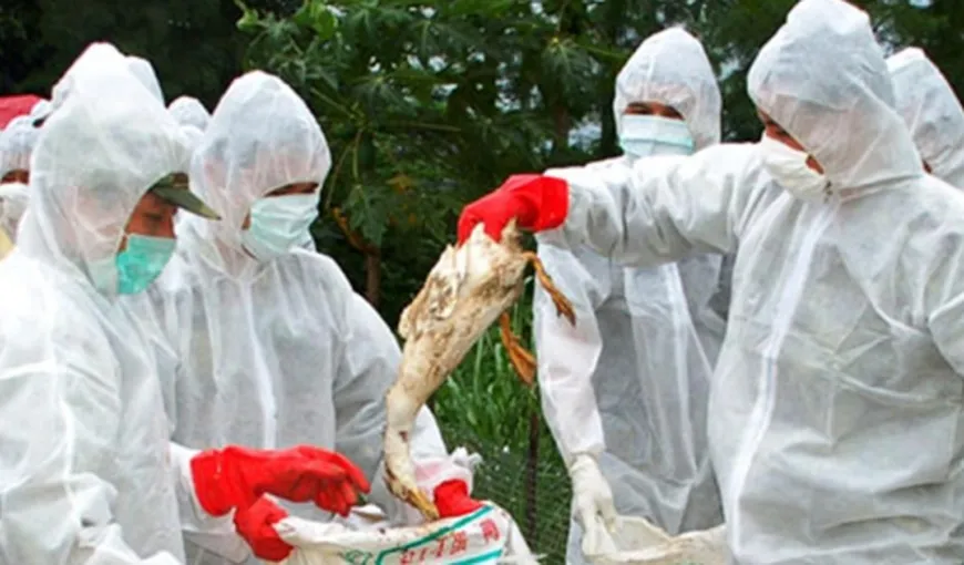 Caz de gripă aviară depistat pe un lac din Tulcea. Peste 160 de păsări domestice au fost sacrificate