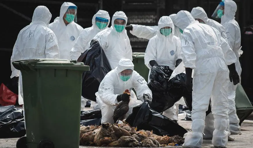 Suspiciuni de gripă aviară într-o localitate din judeţul Prahova