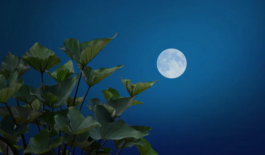 Horoscop: Luna Plină în Rac pe 12 ianuarie. Cum sunt afectate zodiile