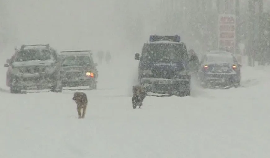 Viscolul face ravagii, şoferii sunt disperaţi din cauza vântului care spulberă zăpada. Probleme, pe mai multe drumuri naţionale UPDATE