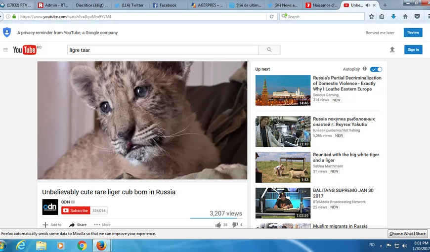 Raritate în lumea animalelor. S-a născut un ligru, cea mai mare felină din lume VIDEO