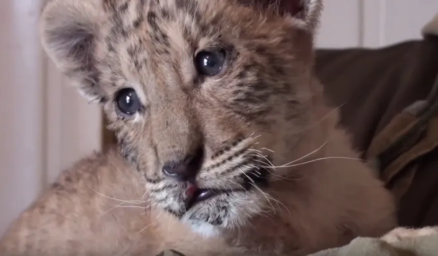 Imagini rare cu un pui de ligru. Felina s-a născut într-o grădină zoologică din Rusia VIDEO