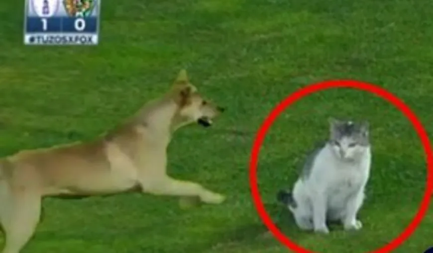 Iese câinele, intră pisica. Un meci din prima ligă a fost întrerupt de două ori de animale VIDEO