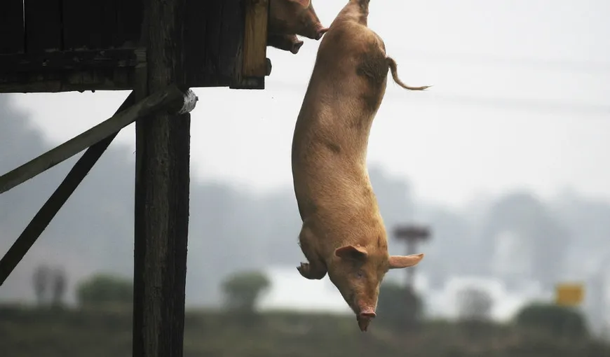A zburat porcul. Insolita scenă a fost filmată pe un drum, la Sibiu VIDEO