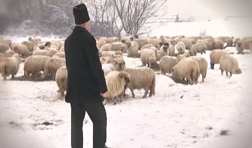 Povestea ciobanului care a fugit din ţară cu 1500 de oi, cu o lună înainte de Revoluţie