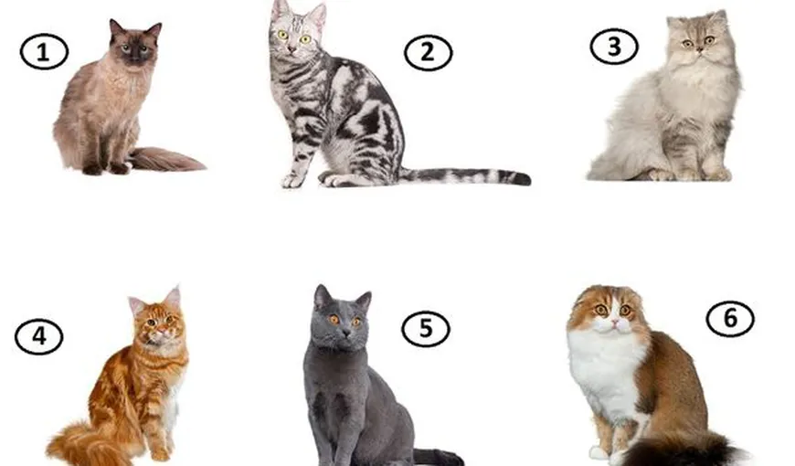 Test: Alege pisica preferată şi vezi ce spune despre tine