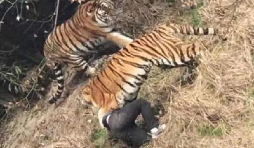 Un bărbat a fost devorat de un tigru, sub ochii familiei. Tragedia a fost filmată VIDEO ŞOCANT