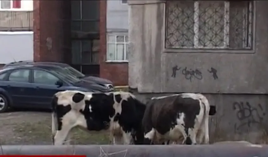 10 vaci înfometate, abandonate pe o stradă dintr-un oraş hunedorean