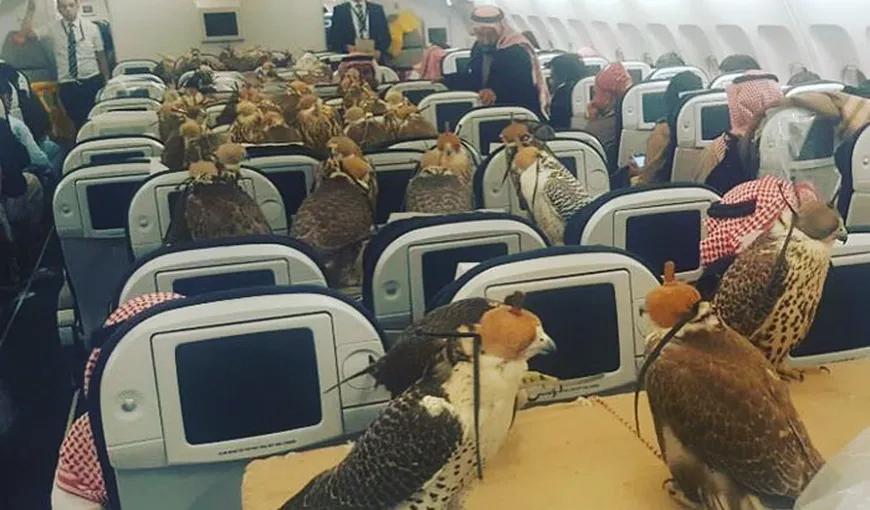 INEDIT. Un prinţ saudit a cumpărat locuri de pasageri în avion pentru 80 de păsări