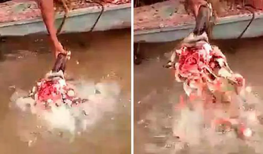 Piranha devorează un cap de taur cu o viteză nebună. Imagini incredibile VIDEO