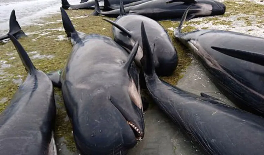 Catastrofă ecologică în Noua Zeelandă. Sute de balene au murit pe o plajă VIDEO