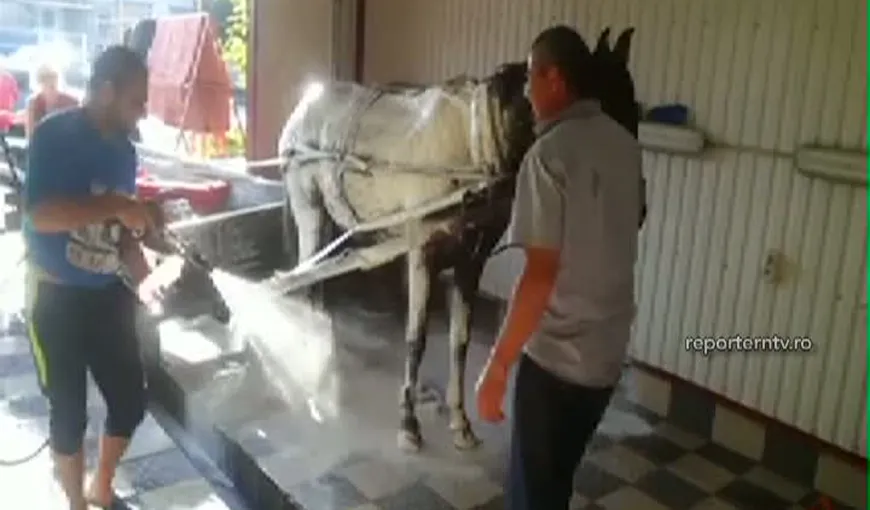 Imagini incredibile la o spălătorie auto: Un bărbat şi-a spălat calul şi căruţa VIDEO